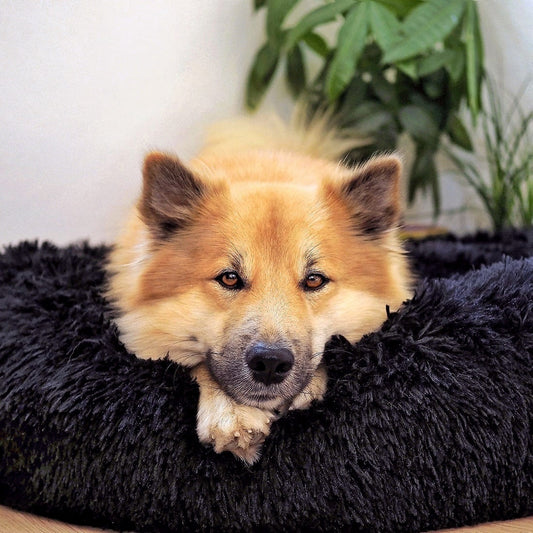 CloudNest Fluffy Dog Bed