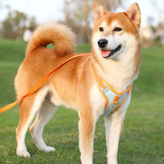 ShineWalk™ Pet Harness ✨🚶‍♂️