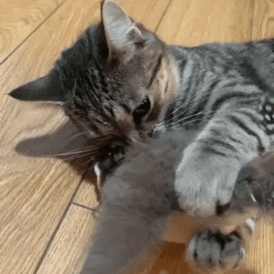 🐦BirdieFly - Interactive Bird Toy